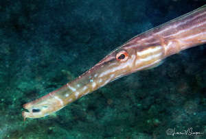 Trumpetfish/Photographed with a Canon 60 mm macro lens at... by Laurie Slawson 
